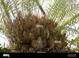 Image result for Drynaria