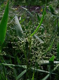 Image result for Panicum repentellum