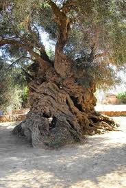 World S Oldest Tree A Olive Tree In Greece In 2020 Olive Tree Tree Old Trees