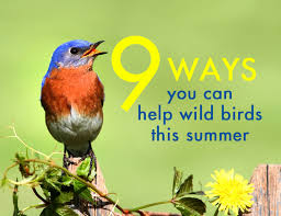 9 Things You Can Do To Help Wild Birds This Summer