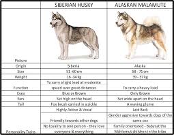 differences between siberian husky and alaskan malamute