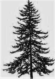 Black And White Hemlock Tree Hemlock Black And White Pretty