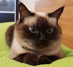 The distinctive features and personalities of siamese cats can be great sources of inspiration for their names. 50 Female Siamese Cat Names Siamese Cats Cat Names Cats