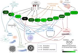 Alzheimer's genes in microglia: a risk worth investigating