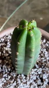They do not need a lot of water, so as a rule of thumb, watering is not necessary if there is. Plz Help My San Pedro Cacti Just Started Getting A Few Black Spots What Does This Mean And How Do I Correct It Sanpedrocactus