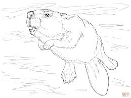 Swimming Beaver Coloring Page Beaver Drawing Cartoon Drawings Of Animals Animal Coloring Pages