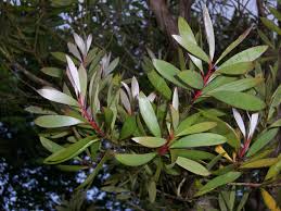 Image result for Melaleuca quinquenervia