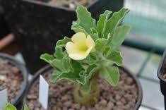 Image result for Pterodiscus aurantiacus