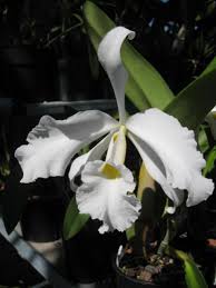 L. Purpurata alba 'Beauty' x C. Gigas alba 'Leo Holguin' FCC/AOS