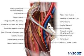 By spicer mcleroy in tutorials. Nysora Drawing Structures Of Upper Thigh And Pelvis English Labels Anatomytool