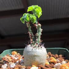 Image result for Adenia