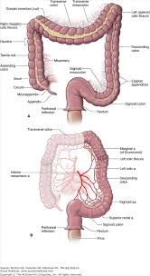 Accessmedicine Content In 2020 Human Anatomy And Physiology Medical Anatomy Gross Anatomy