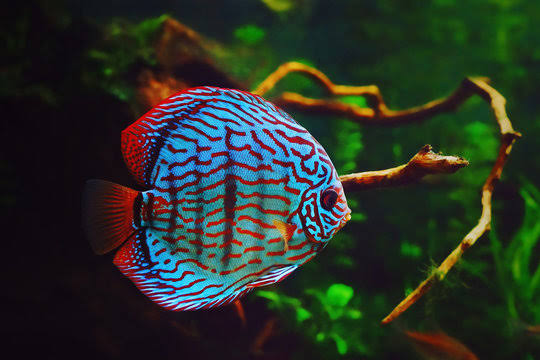 Discus Fish