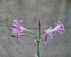 Image result for Crinum lugardiae