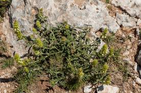 Image result for Suaeda merxmuelleri