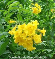 Yellow flowers bring the sunshine to a landscape, even on a cloudy day. Yellow Elder