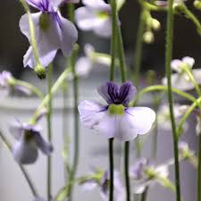 Image result for Genlisea