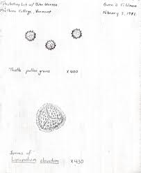 Gwen S Early Pollen Sketches Old Lights University Of Connecticut Botanical Illustration