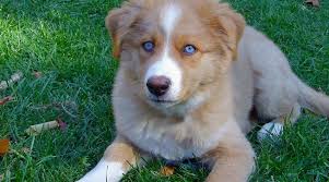 We did not find results for: Australian Shepherd Mixes 20 Different Aussie Mutts You Ll Love