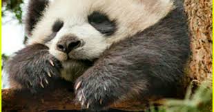 Pin By Nikita Godette On Great Pics Panda Bear Panda About Time Movie