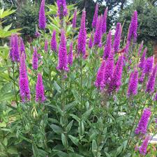 We did not find results for: Purpleicious Veronica Plants For Sale Spiked Speedwell Free Shipping