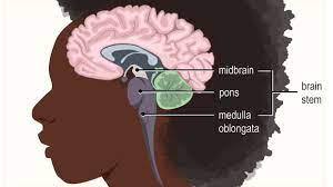 Your Brain & Nervous System (For Kids) - Nemours Kidshealth