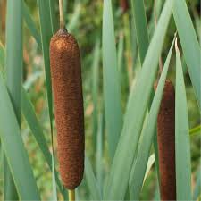 However, you have to specifically place them in a big area of your pond because they can grow up to 10 feet long. Seeds Of Typha Latifolia Broadleaf Cattail The Original Garden
