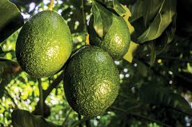 The Case For Florida Avocados Edible South Florida