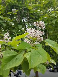 Image result for Catalpa bignonioides