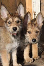 Dogs all motors for sale property jobs services community pets. Berger Picard Vs Australian Shepherd Breed Comparison