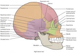 The skull is divided into the cranium (all descriptions of these bones often use. The Skull Anatomy And Physiology
