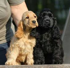Full Grown Black American Cocker Spaniel Pin By Sarah Westfall On Zo Lief Dogs Cocker Spaniel Puppies Puppies