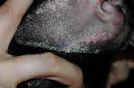How to cure my dog's scabies infection? Seborrhea In Dogs Dog Owners Veterinary Manual