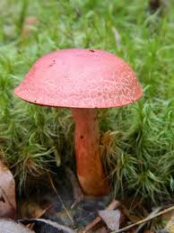 Dappled Webcap Cortinarius Bolaris Stuffed Mushrooms Magical Mushrooms Wild Mushrooms