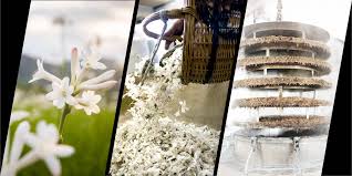 Carpet of flowers meld materia. From Flower To Fragrance The Craftsmanship Of A Chanel Perfume