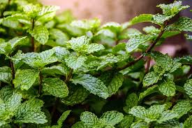It is important that you not use sharp scissors to do this because the plant has a protective covering that helps it to resist damage. How To Grow And Care For Mint Plants Gardener S Path