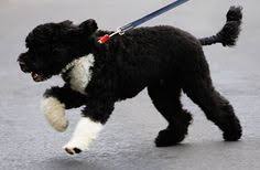 First dog bo stole the spotlight from first lady michelle obama as she sat down to begin reading to children at children's national medical center in a video. 120 Bo Obama Ideas Bo Obama Obama Obama Family