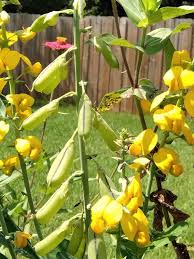 Image result for Crotalaria pudica
