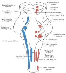 We did not find results for: Cranial Nerves Nervous System Parts Brain Anatomy