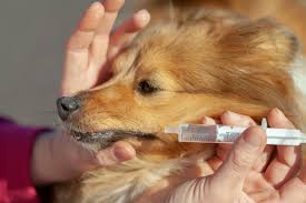 Bei einem hund spricht man ab 39,4 grad celsius von fieber und ab 41 grad celsius von hohem fieber. Fieber Bei Hunden Erkennen Und Behandeln Hunde Kausnacks Magazin