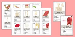 How do skeletal muscles work? Skeletal And Muscle Systems Can You Guess Cards Beyond
