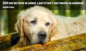 Carrie la jeunesse talks about how rituals and memorials help owners. 50 Inspirational Pet Loss Quotes My Dog S Name