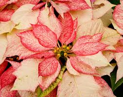 The Enchanted Petal Decoraciones De Jardin Nochebuena Flores