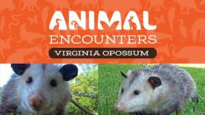 Their size varies depending on their location, north american opossums are usually bigger than the ones found in the tropics. Virginia Opossum Facts Lifespan And Habitat Donna L Long