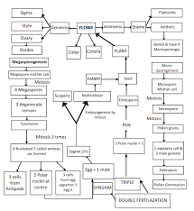 Cbse Class 12 Biology Sexual Reproduction In Flowering