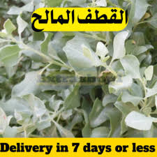 Image result for Atriplex halimus