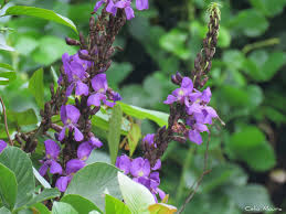 Image result for Macropsychanthus