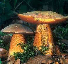 Naturfuhrer Pilze Hexenrohrling