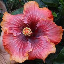 Colorlicious Hibiscus Gardens Colorlicioushibiscus Instagram Photos And Videos Gibiskus
