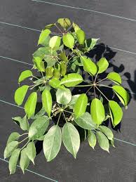 Image result for Schefflera
